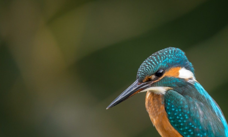 Birding in Rwanda