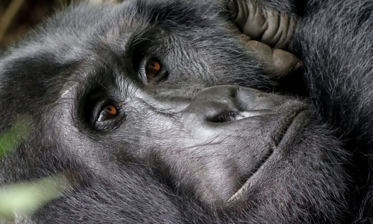 Full List of Habituated Mountain Gorilla Families in Rwanda