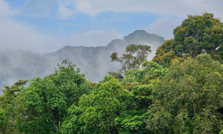Nyungwe Forest National Park