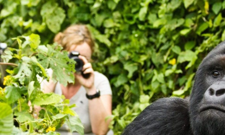 Budget Gorilla Trekking
