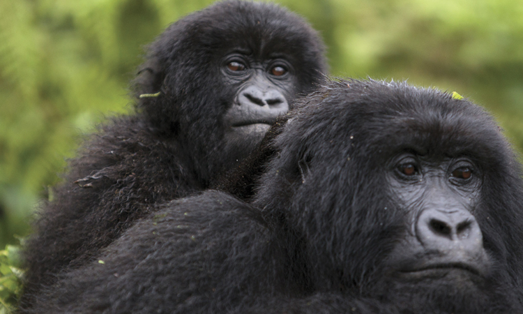 Agashya Gorilla Family