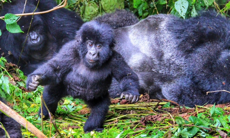 Hirwa Gorilla Family