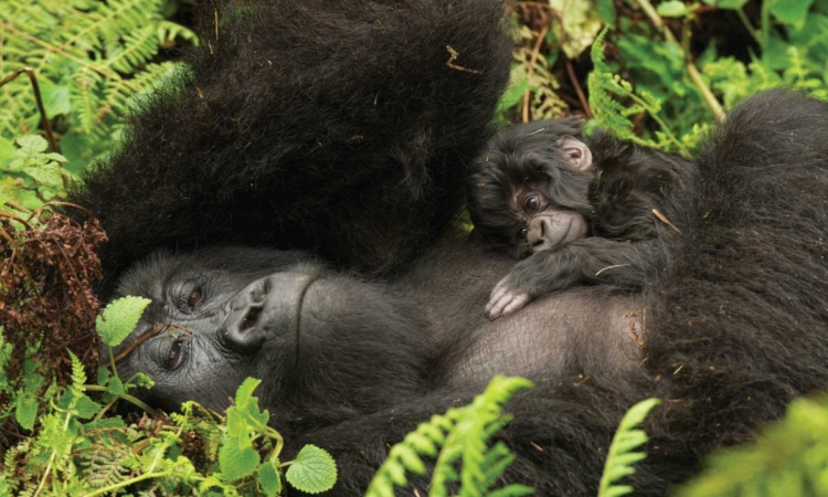 Kwitonda Gorilla Family