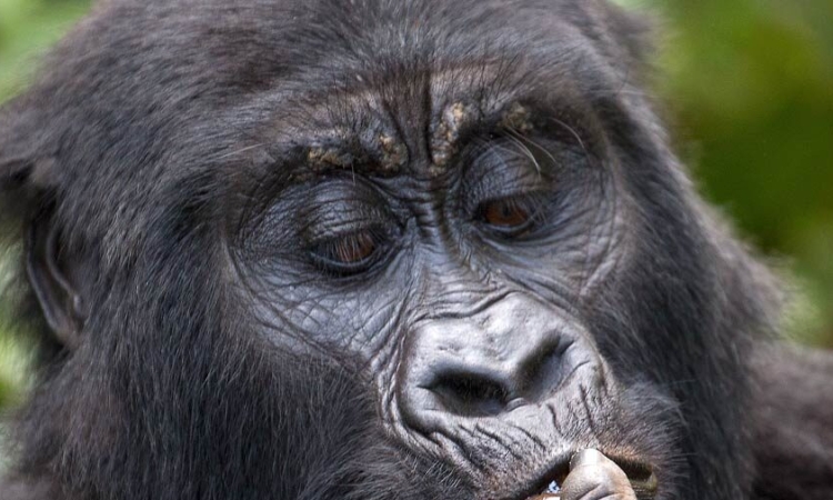 Pablo Gorilla Family