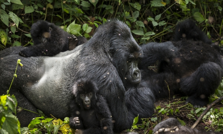 Susa Gorilla family