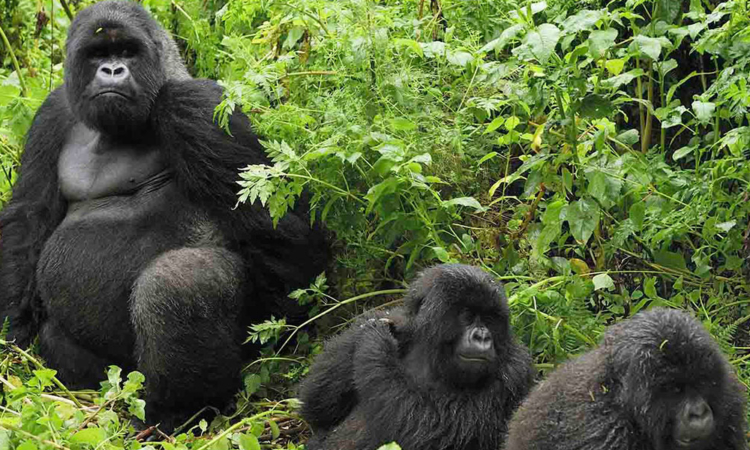 Ugyenda Gorilla Family