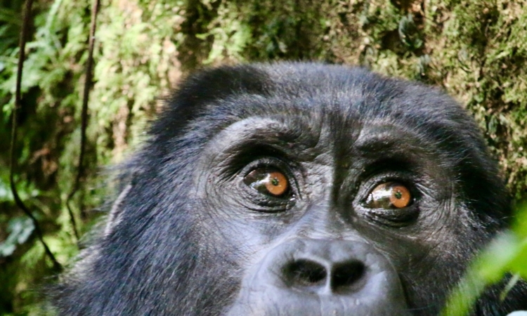 2 Days Rwanda Gorilla Trekking Adventure in Volcanoes National Park