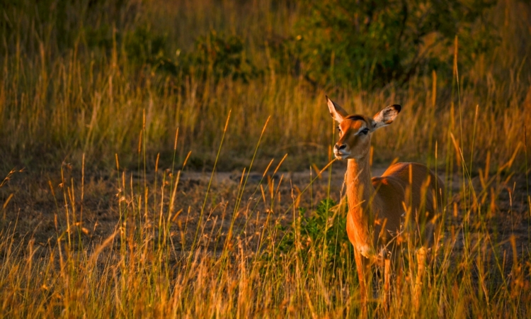3 Days Akagera National Park Safari: Wildlife and Boat Adventure