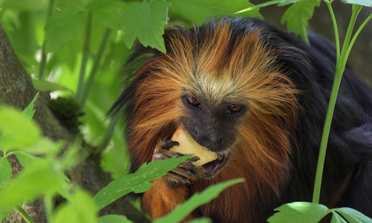 3 Days Rwanda Gorilla Trekking and Golden Monkey Safari