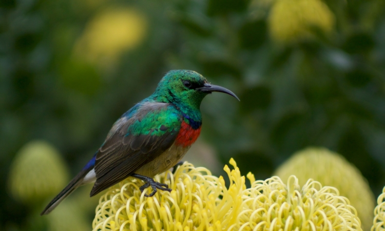3 Days Volcanoes National Park Birding Tour: Explore Rwanda's Avian Wonders