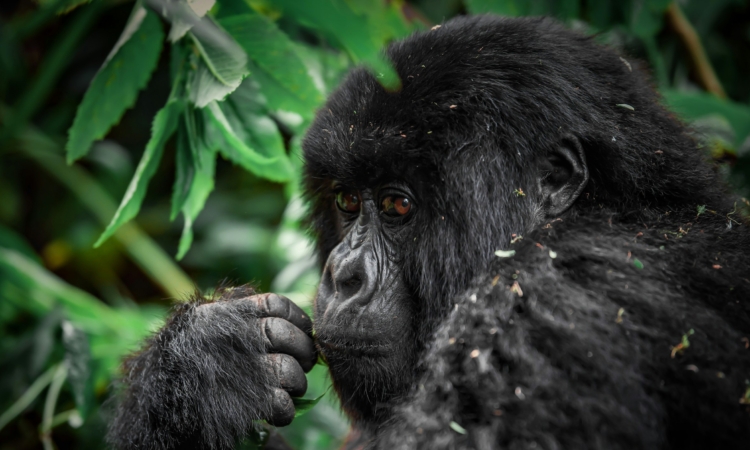 5 Days Rwanda Gorilla Trekking & Wildlife Safari Adventure