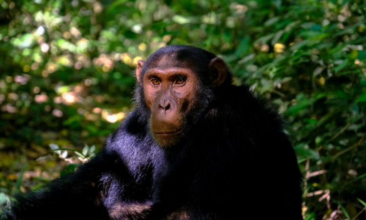5 Days Rwanda Gorilla and Chimpanzee Trekking Safari