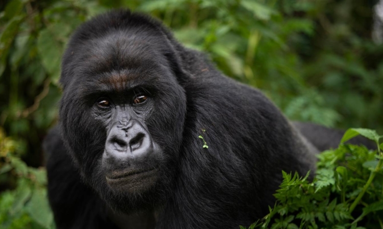 5 Days Uganda and Rwanda Gorilla Trekking Safari from Kigali