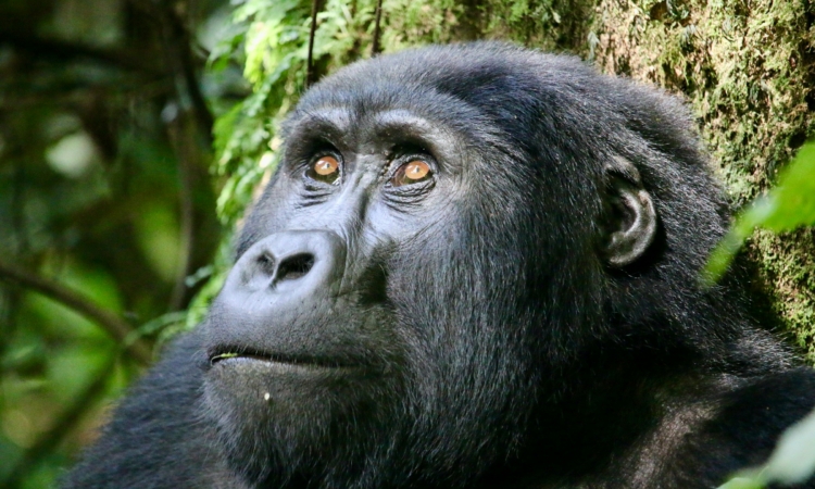 6 Days Rwanda Gorilla Trekking and Serengeti Safari Adventure