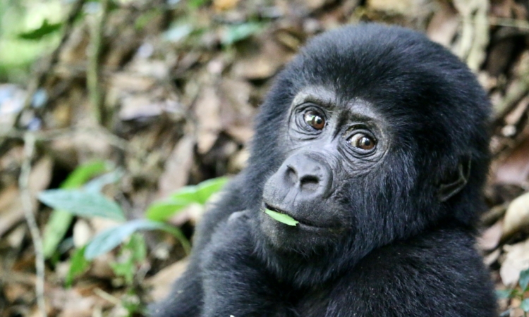 7 Days Rwanda Safari: Gorillas, Wildlife, and Cultural Exploration