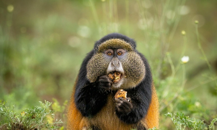 Golden Monkey Trekking in Rwanda – Volcanoes National Park Guide
