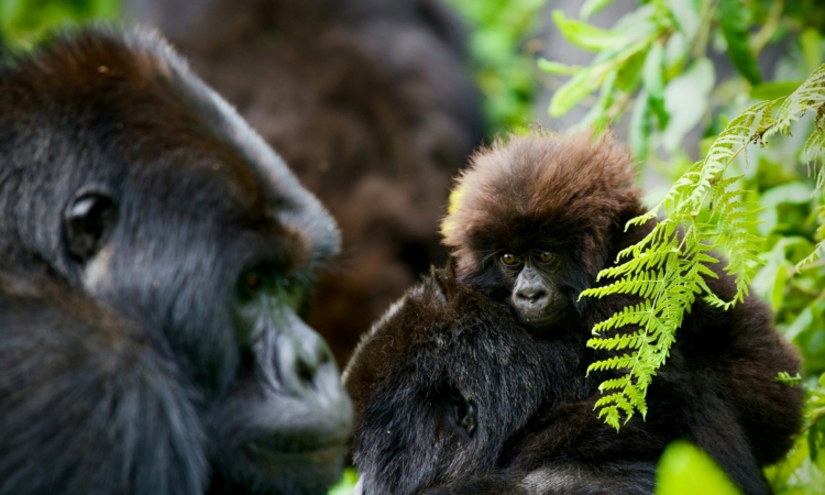 Rwanda Safaris in August - Gorilla Trekking, Wildlife Viewing & Cultural Experiences