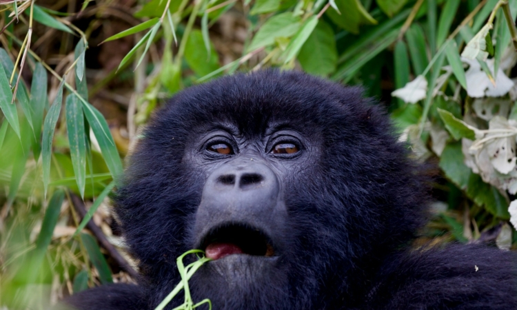 Rwanda Trip Cost Guide – Budgeting for Safaris, Lodging & Transportation