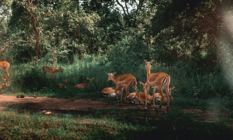 Wildlife in Rwanda – Explore Native Animals & Safari Experiences