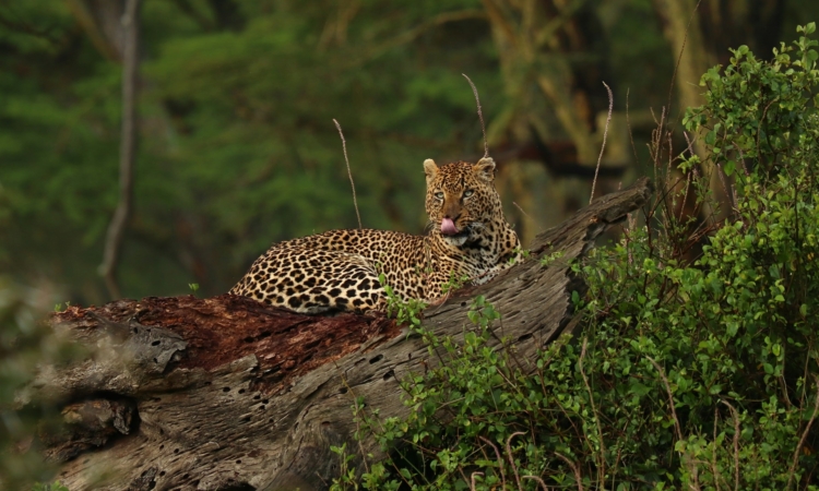 Big Five Safaris in Rwanda - Discover Lions, Elephants & More