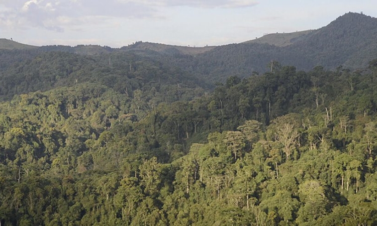 Explore Gishwati-Mukura National Park - Chimpanzees, Culture & Nature Walks