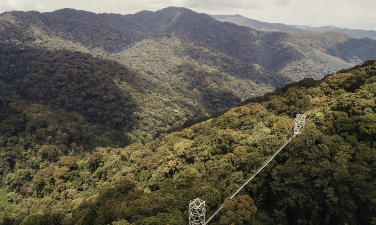 Hike the Igishigishigi Trail & Canopy Walk in Nyungwe Forest