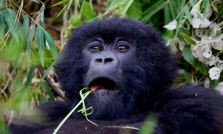 How to Get Discounted Gorilla Permits in Rwanda
