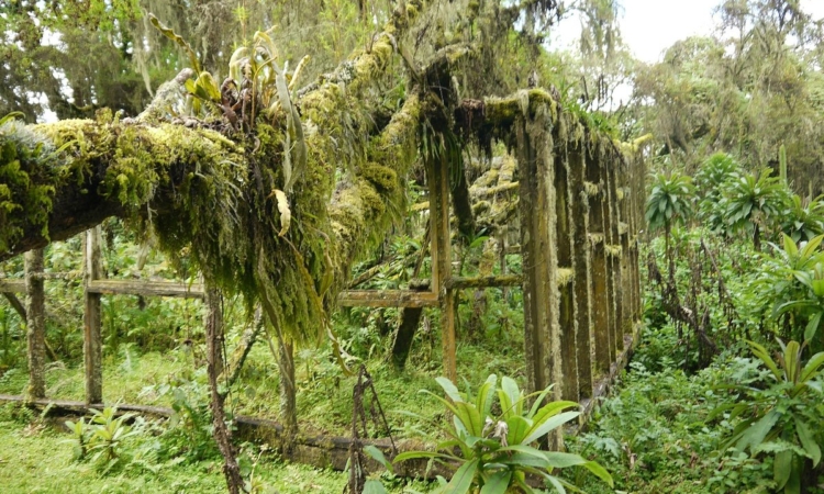 Karisoke Research Center - Dian Fossey’s Legacy of Gorilla Conservation