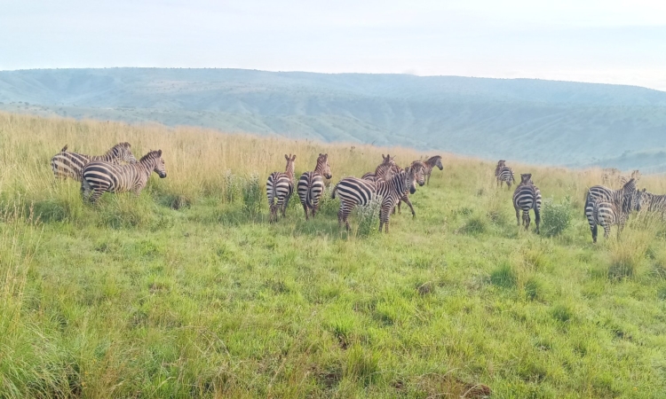 Mutumba Hills - Scenic Hiking & Wildlife Adventures in Akagera Park