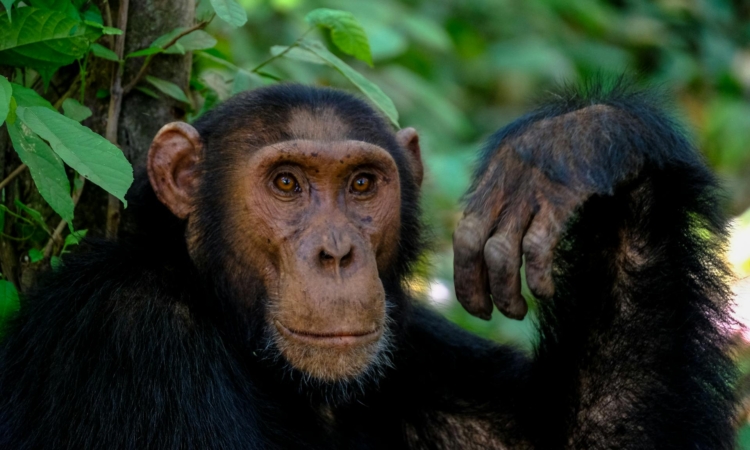 Rwanda Chimpanzee Permits - Costs, Booking & Trekking Tips for Nyungwe Forest