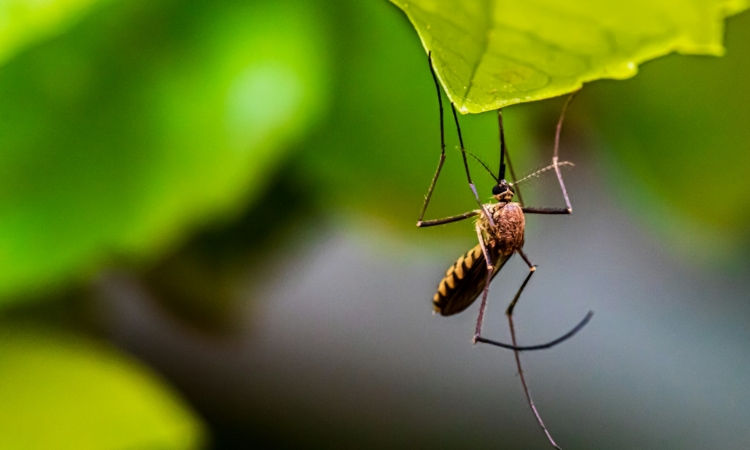 Rwanda Malaria Prevention - Health Tips, Protection & Government Efforts