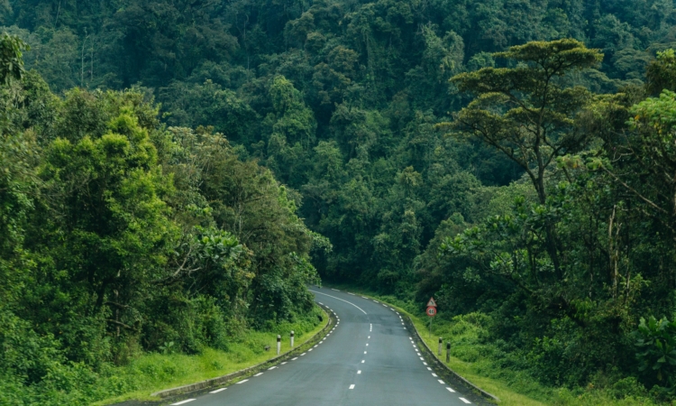 Top Hiking Trails in Nyungwe Forest National Park