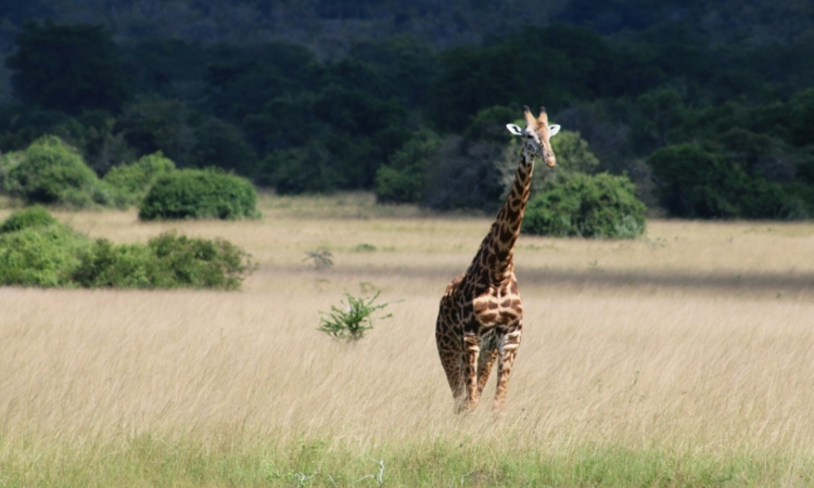 Travel Tips for a Safe & Respectful Rwanda Safari Experience