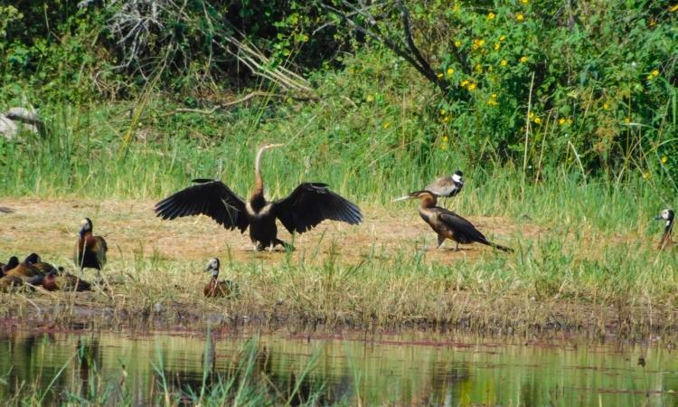 Wetland Birding in Rwanda - Top Sites & Rare Species to Spot